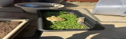 Tortoise reptiles for sale: Horsefield Tortoise in Gloucester - Advert 2