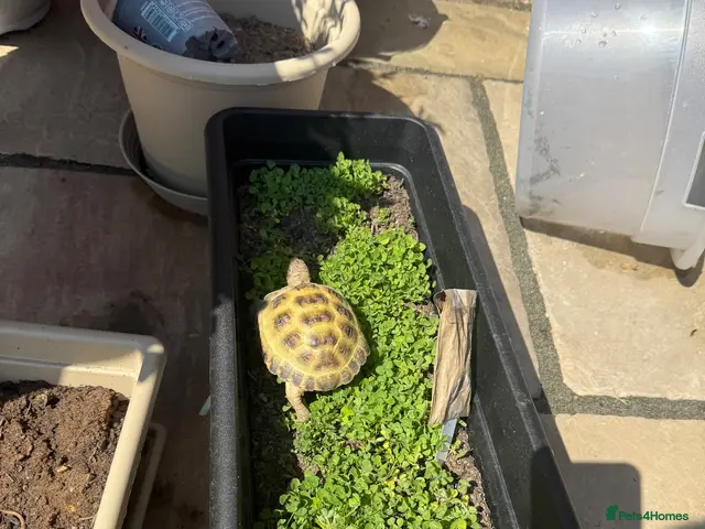 Tortoise reptiles for sale: Horsefield Tortoise - Advert 2