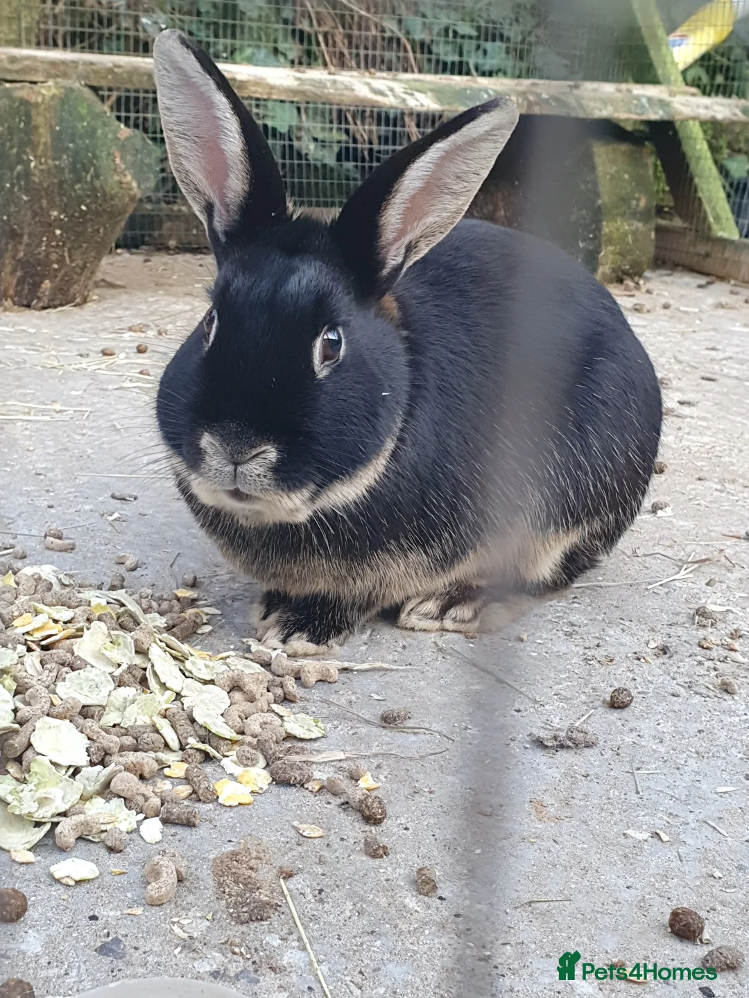 Mixed Breed rabbits for sale: 10 month old male rabbit  in Treorchy - Advert 4