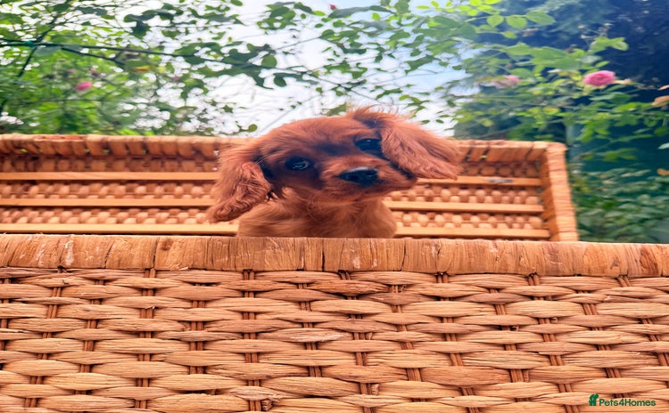 Cavalier King Charles Spaniel dogs - Advert 15