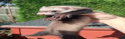 Ferret rodents for sale: Ferret kits - Advert 6