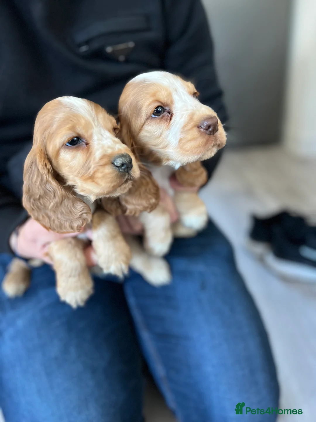 Cocker Spaniel dogs for sale: Show type Cocker spaniel puppies  - Advert 17