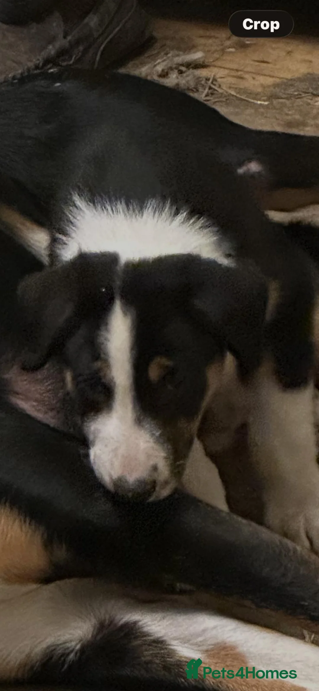 Huntaway dogs for sale: Huntaway pups for sale - Advert 9