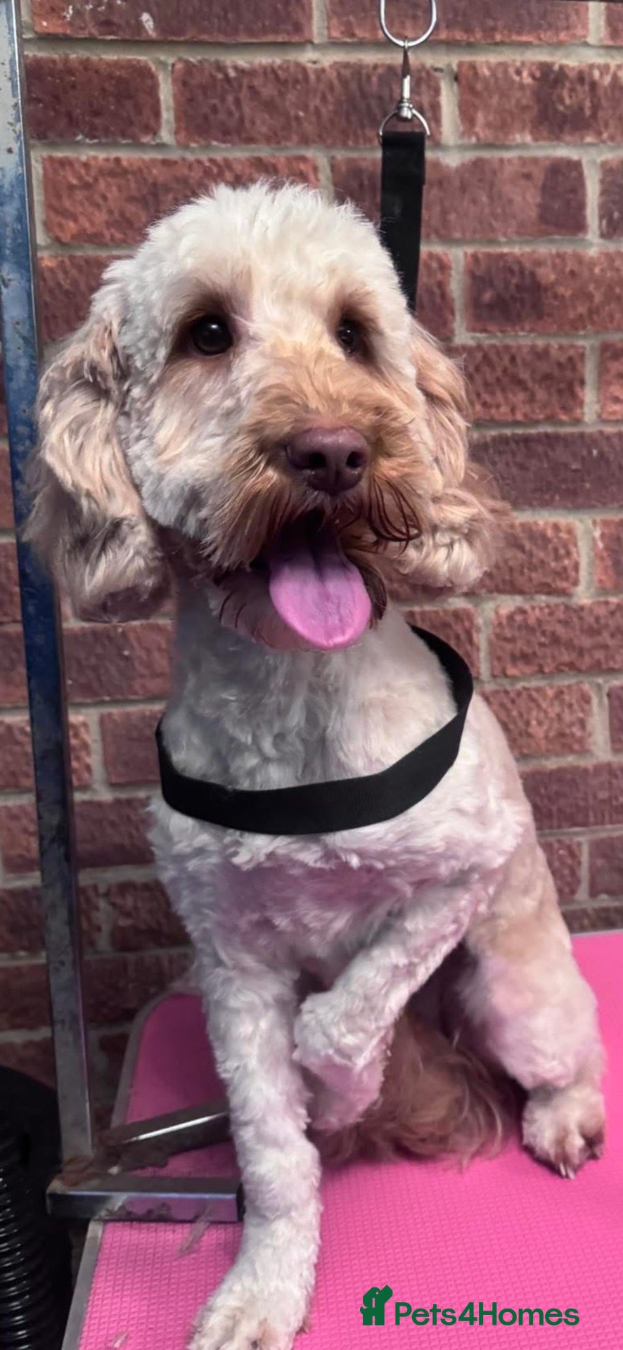 Cockapoo dogs Cocapoo puppies - Advert 6