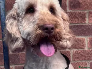 Cockapoo dogs Cocapoo puppies - Advert 16