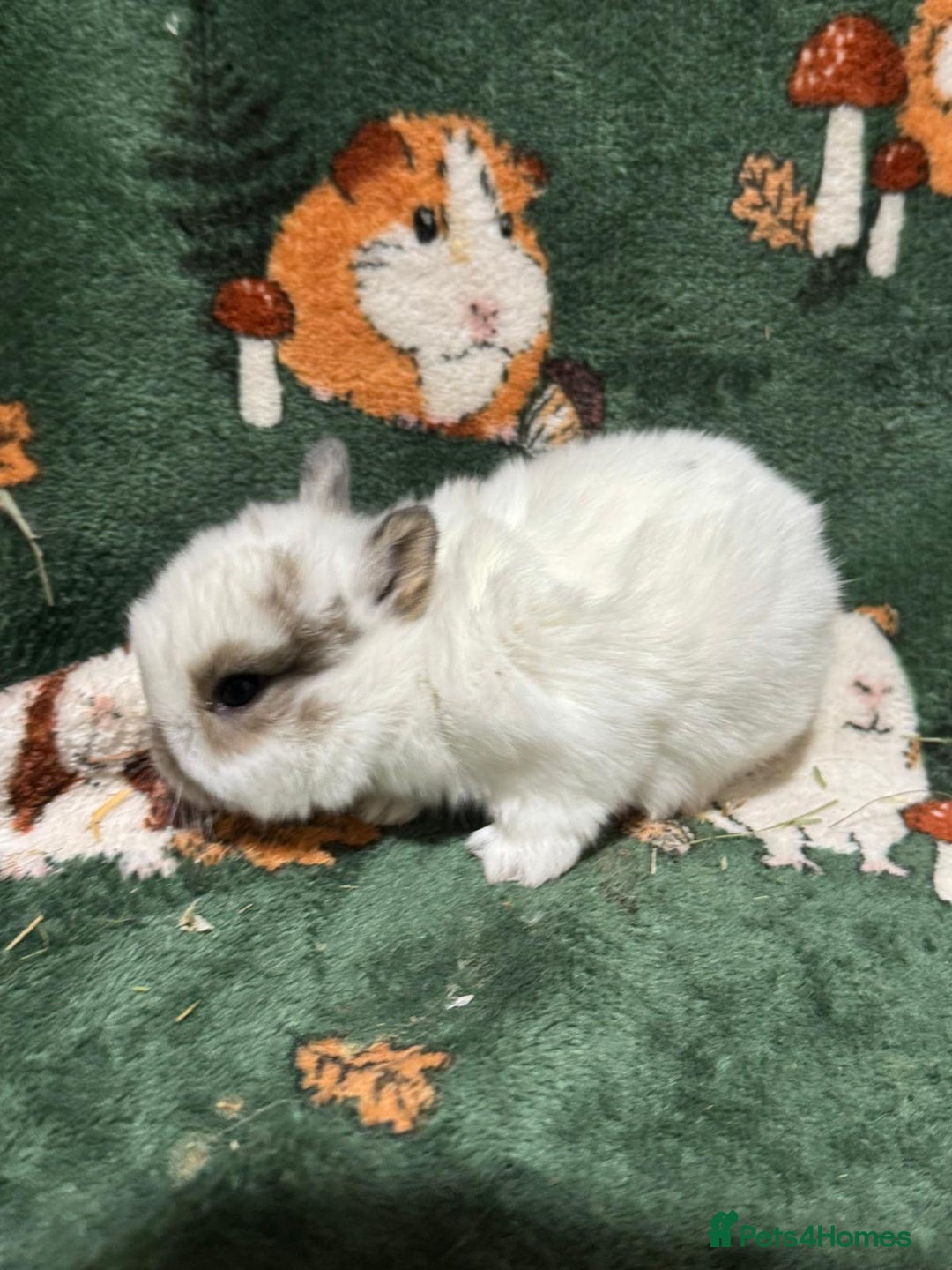 Netherland Dwarf rabbits for sale: Baby Netherland Dwarfs  - Advert 4