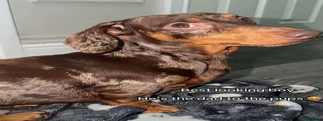 Hugo 