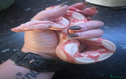 Boa Snake reptiles for sale: Sunglow boa constrictor c - Advert 2