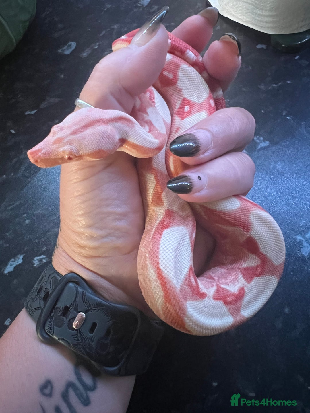 Boa Snake reptiles for sale: Sunglow boa constrictor c - Advert 2