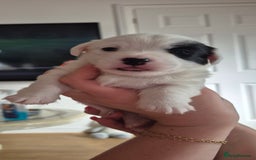Jack Russell dogs for sale: Beautiful. Jack Russell puppies for sale - Image 6