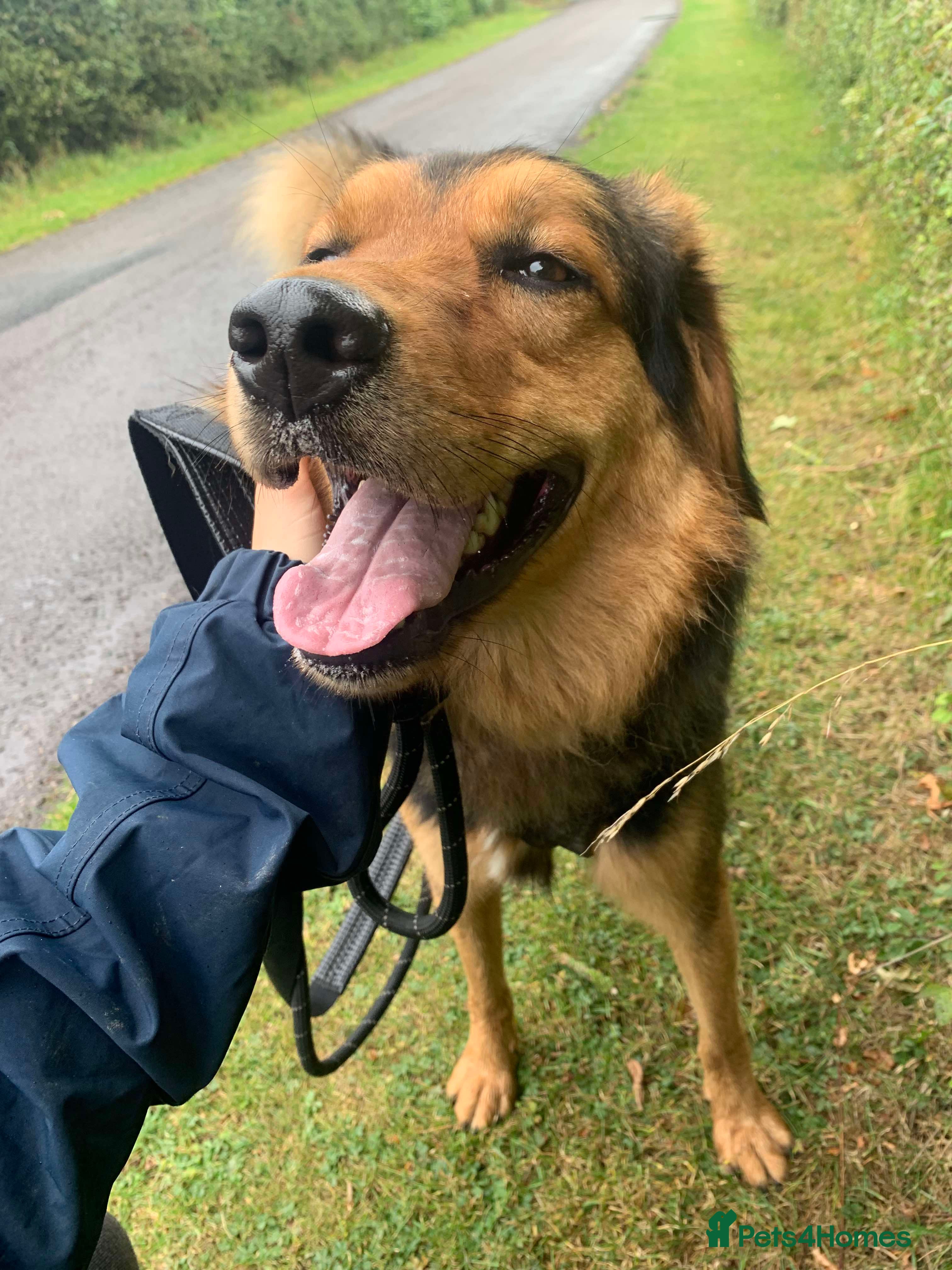 Meet Derry, currently residing in Cheshire — Mixed Breed