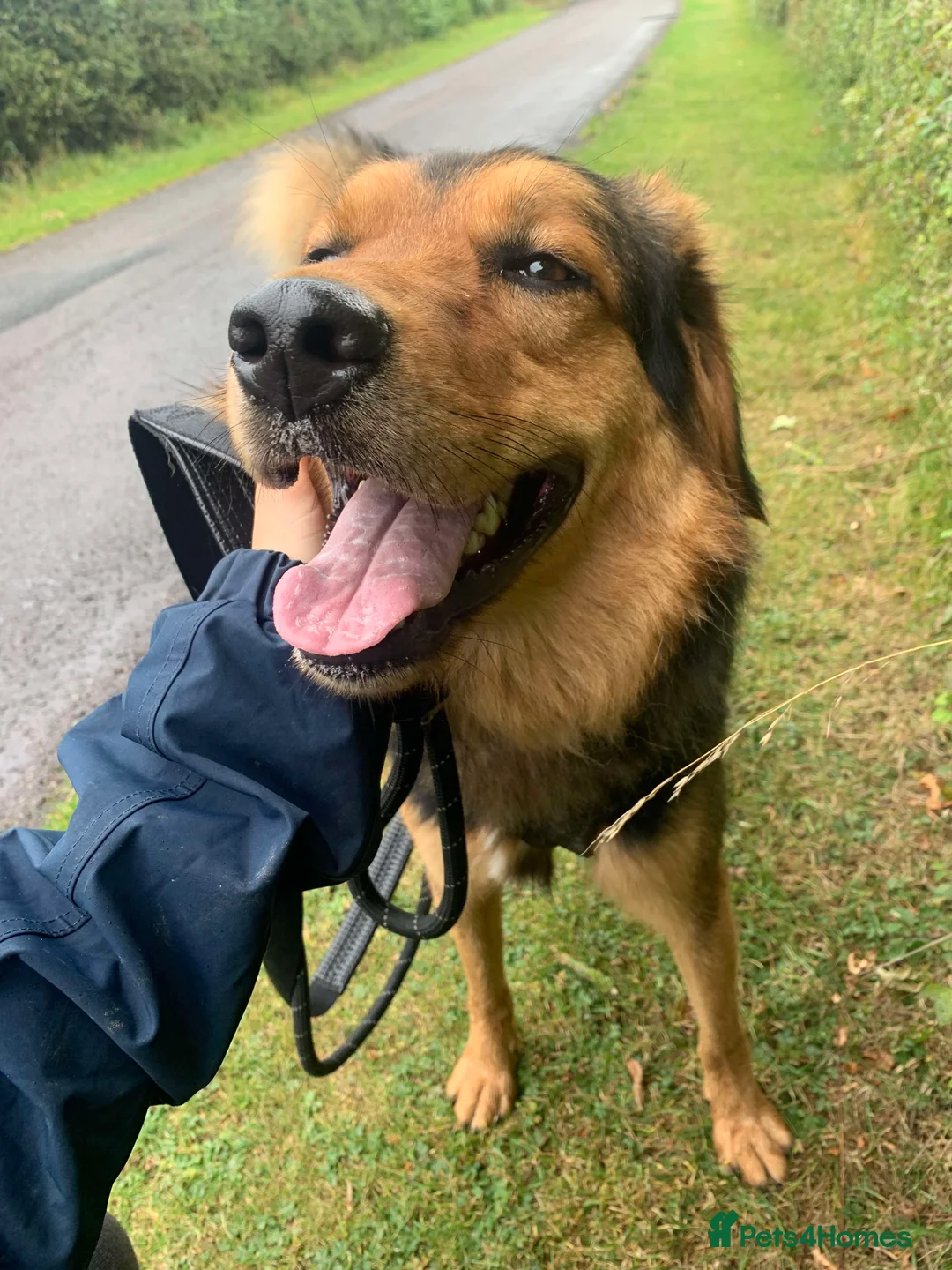 Mixed Breed dogs for adoption: Meet Derry, currently residing in Cheshire  in Nantwich - Advert 15