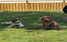 Cockapoo dogs for sale: Beautiful Chocolate and Merle F1 babies - Image 22