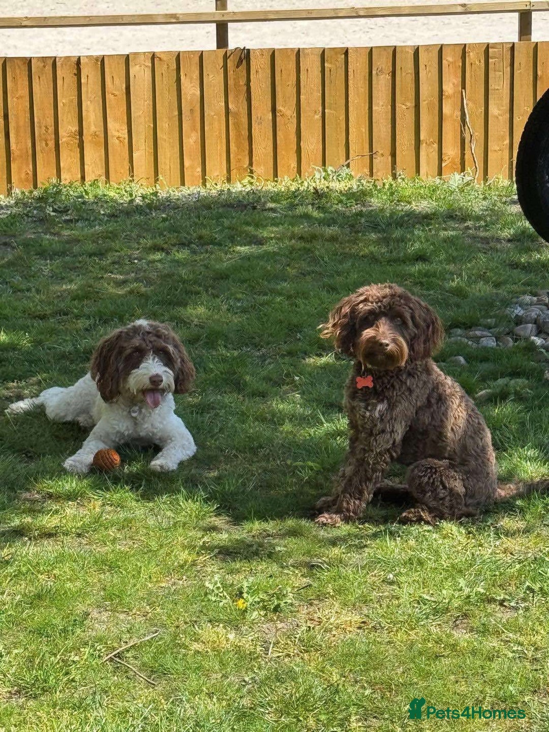 Cockapoo dogs for sale: Beautiful Chocolate and Merle F1 babies - Image 22