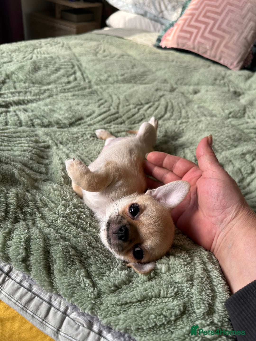 Chihuahua dogs for sale: Beautiful cream girls - Advert 6