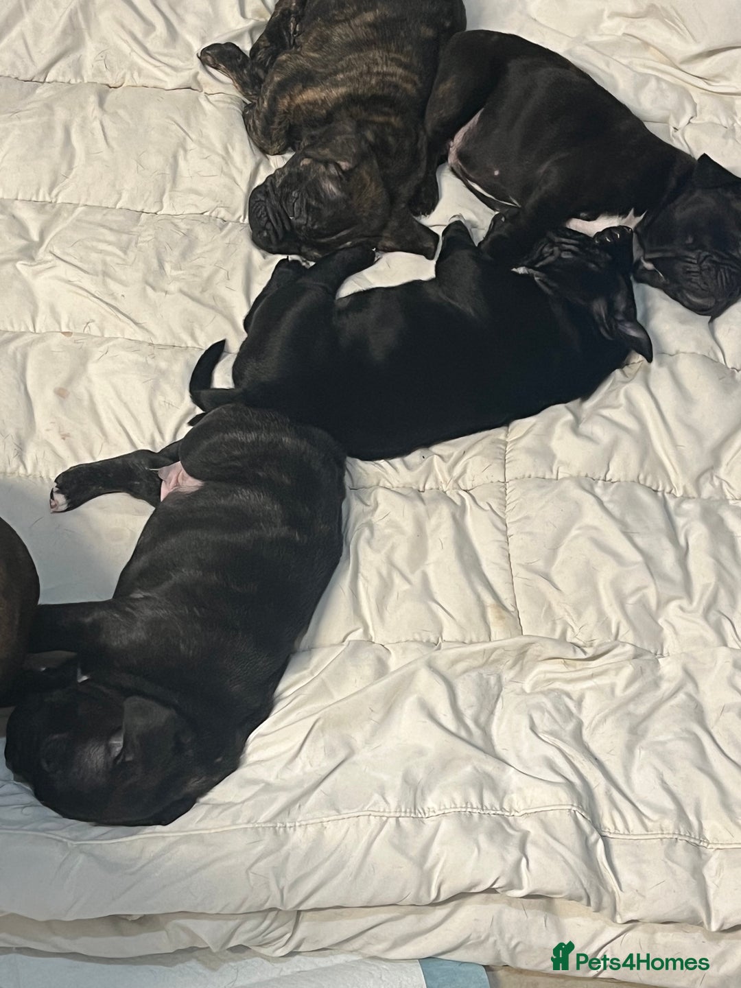 Mixed Breed dogs for sale: Staff x frenchie  - Advert 2