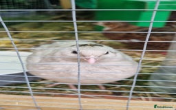 Quail poultry for sale: Cortinoux quial hatching eggs - Image 8