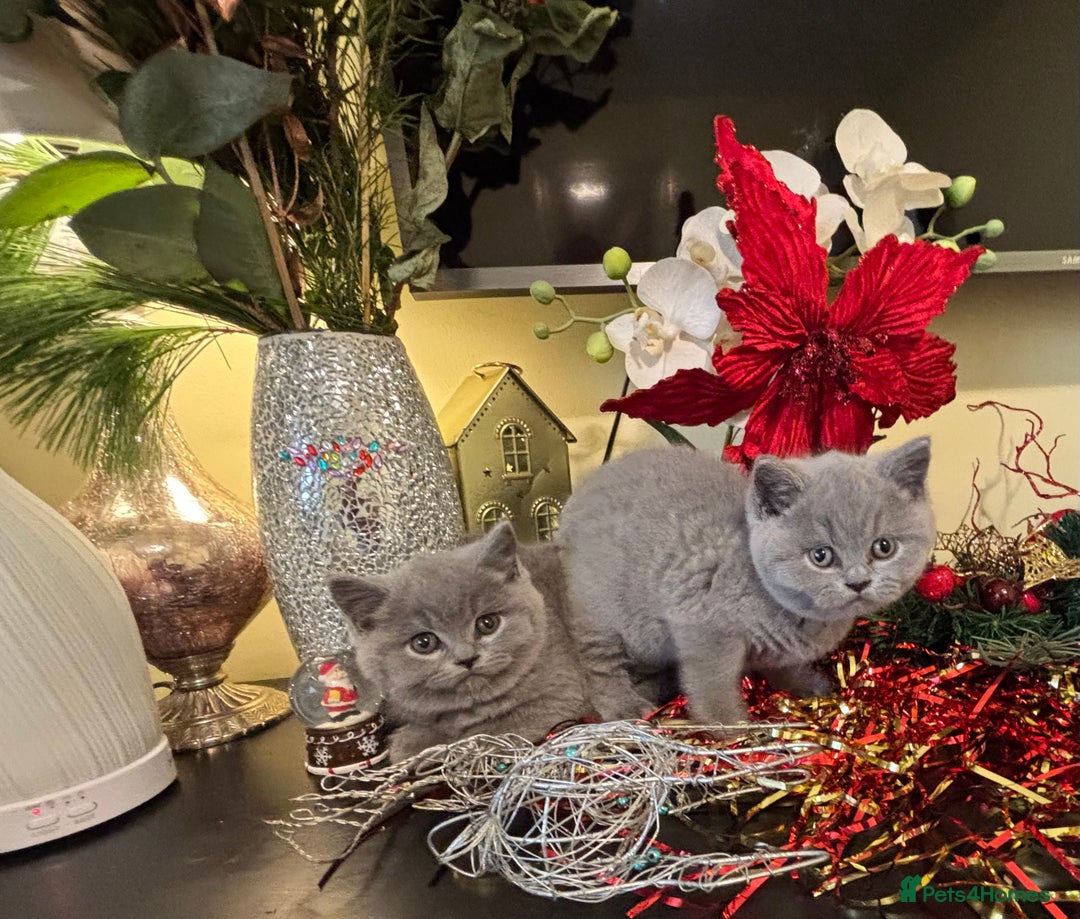 British Shorthair cats for sale: Full British shorthair kittens, London - Advert 5