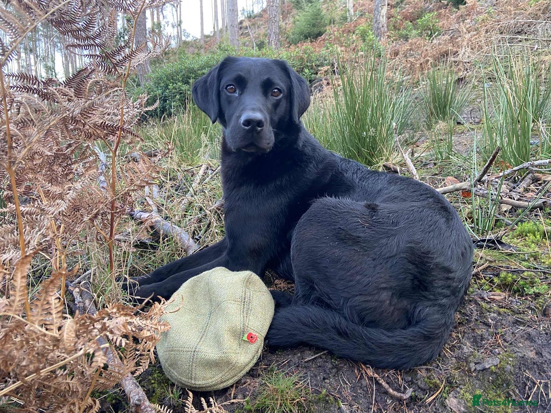 Cockerdor dogs for sale: One gorgeous sprockerdor girl from working parents - Advert 5