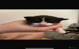 Domestic Shorthair cats for sale: Kitten needs a home! - Image 2