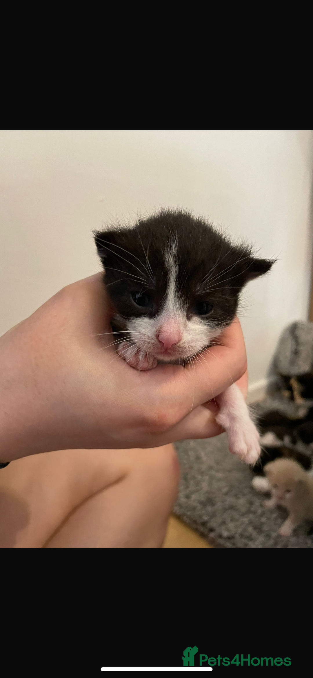 Domestic Shorthair cats for sale: Kitten needs a home! - Image 2