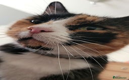 British Shorthair cats for sale: cleo - british shorthair - 9 years old - Image 3