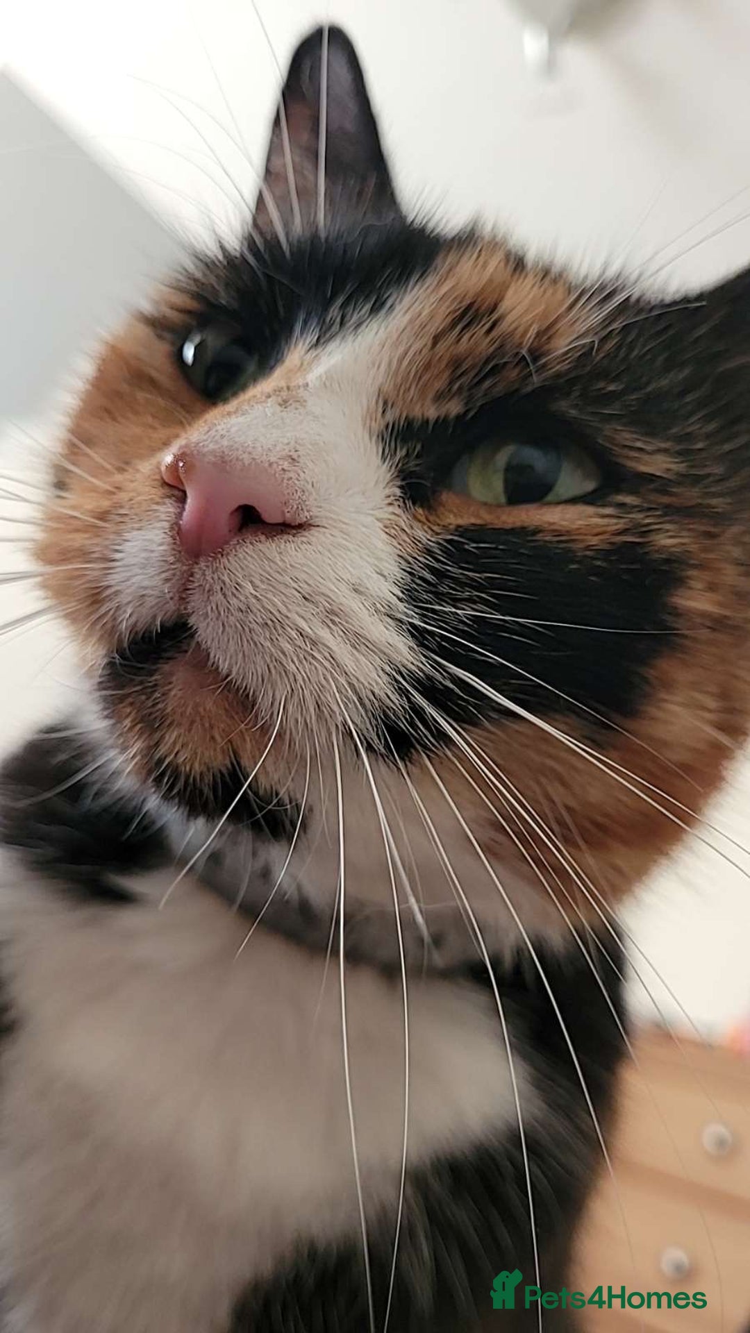 British Shorthair cats for sale: cleo - british shorthair - 9 years old - Image 3