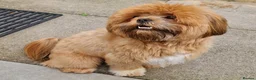 Lhasa Apso dogs for stud:  🐾✨ **MILO — AVAILABLE AT STUD** ✨🐾 in Port Glasgow - Advert 2