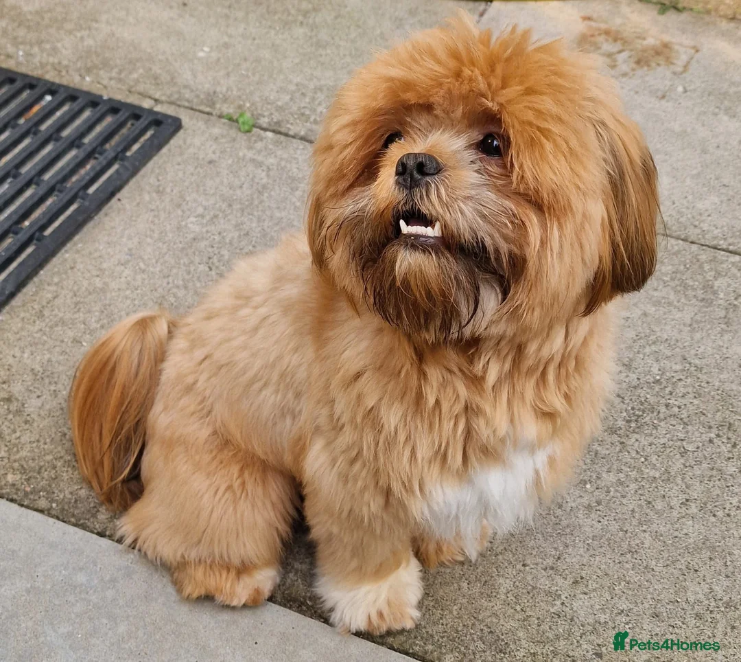 Lhasa Apso dogs for stud:  🐾✨ **MILO — AVAILABLE AT STUD** ✨🐾 in Port Glasgow - Advert 2