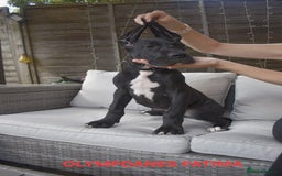 Great Dane dogs for sale: Great danes puppies KC ready!!! in Bathgate - Image 39