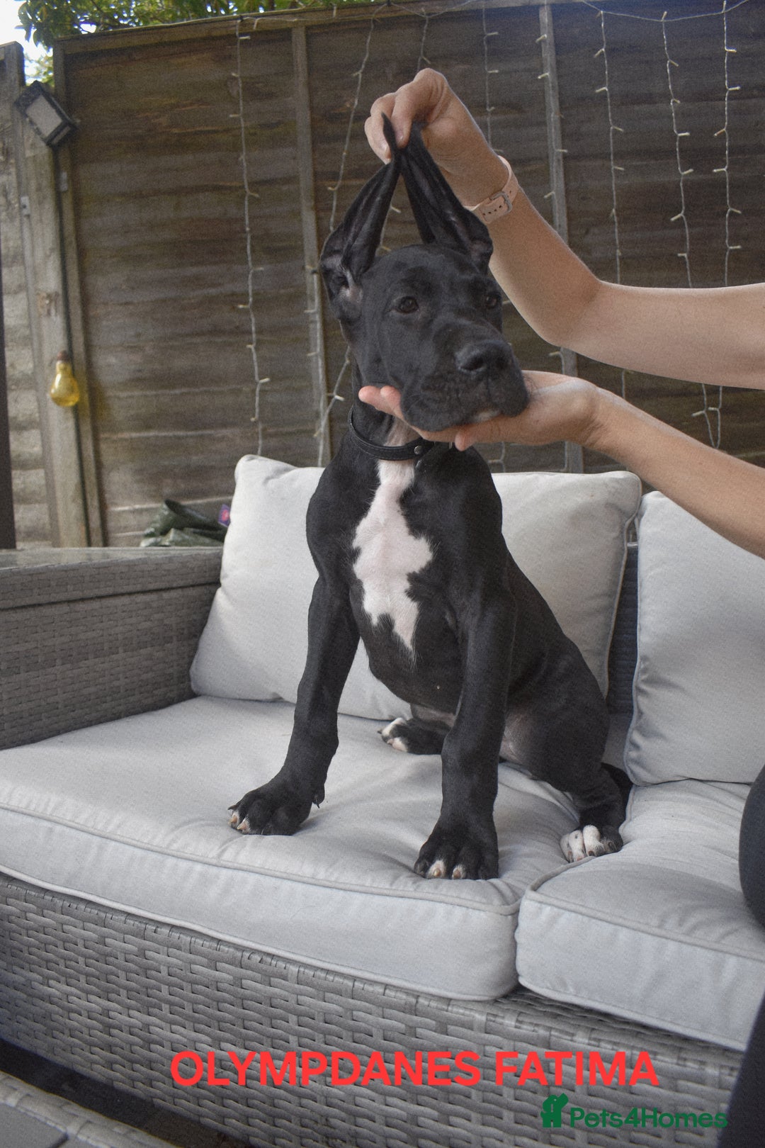 Great Dane dogs for sale: Great danes puppies KC ready!!! in Bathgate - Image 39