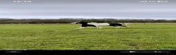 Irish Cob horses for sale: PETER  - Advert 2