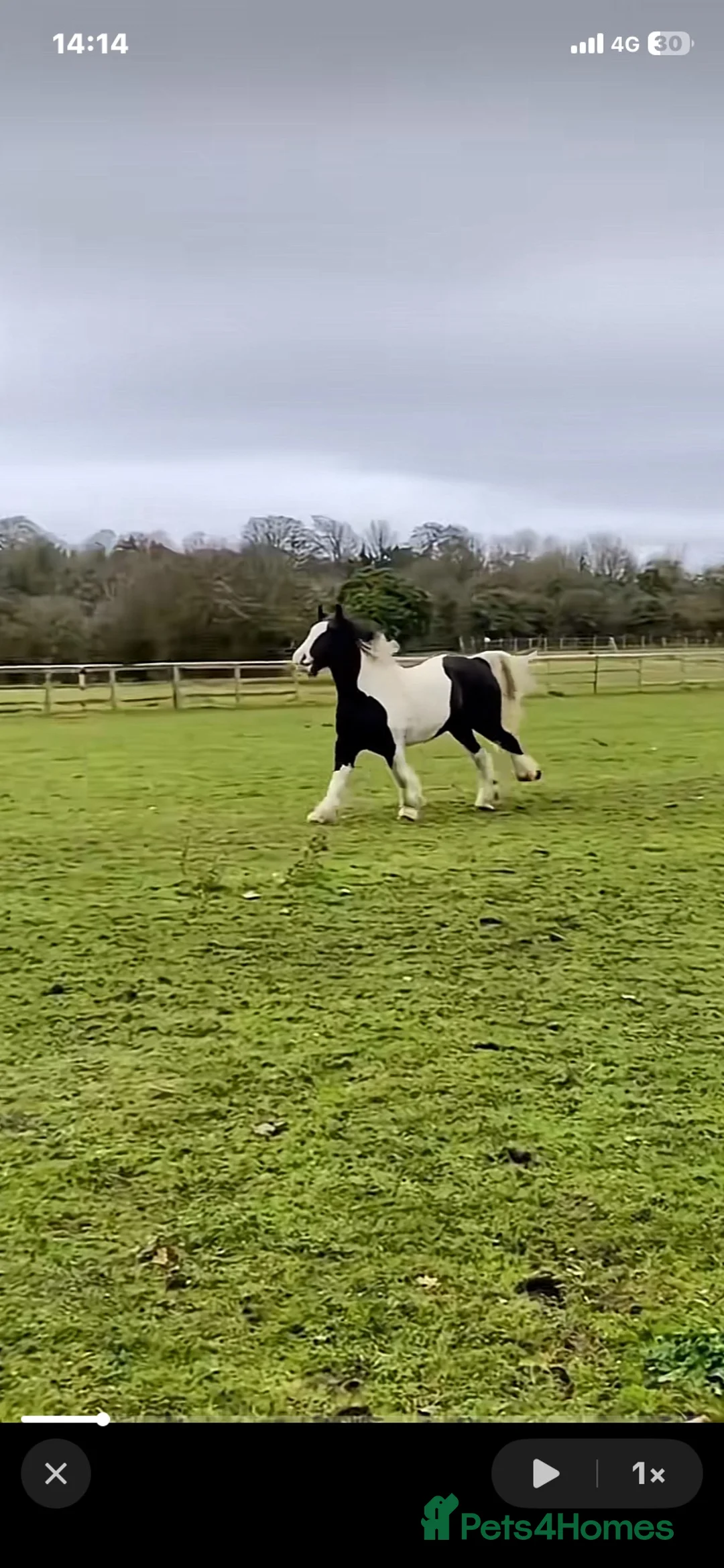 Irish Cob horses for sale: PETER  - Advert 2