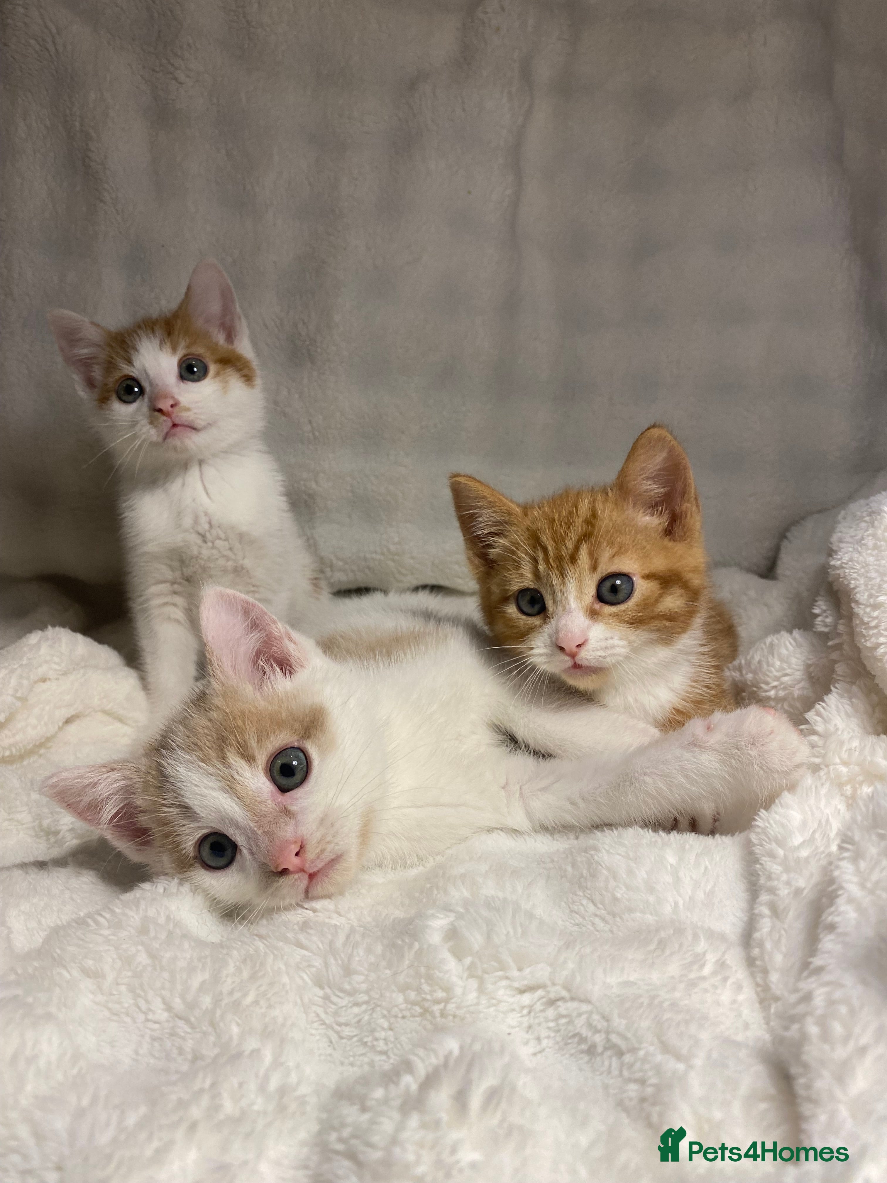 Mixed Breed cats 3 Adorable Kittens Ready For Their New Home🏡 - Advert 1