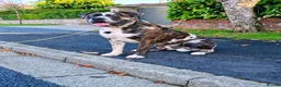 Mixed Breed dogs for sale: Cane Corso x Performance Mastiff   - Advert 2