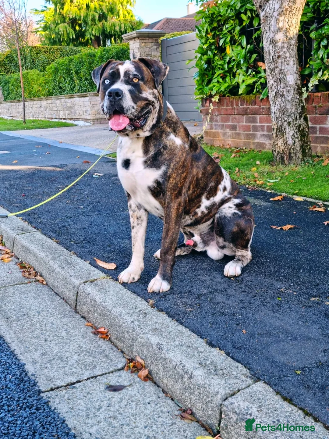 Mixed Breed dogs for sale: Cane Corso x Performance Mastiff   - Advert 2