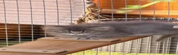 Persian cats for sale: 7 beautiful Persian x Ragdoll kittens - Advert 8