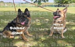 German Shepherd dogs for sale: German Shepherd Puppies Fluffy & Chunky  - Image 2