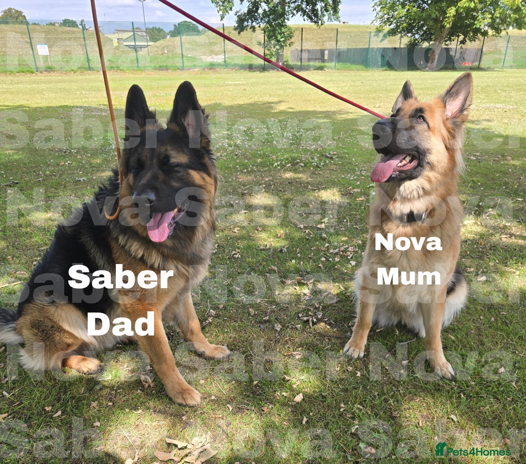 German Shepherd dogs for sale: German Shepherd Puppies Fluffy & Chunky  - Image 2