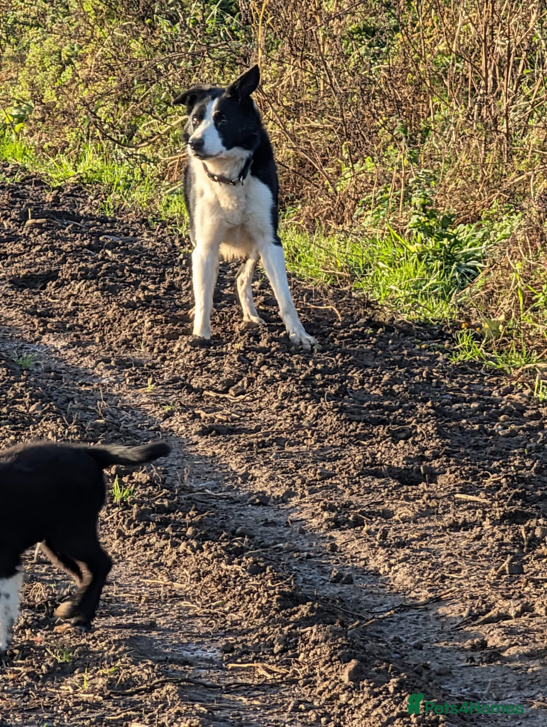 Border Collie dogs for sale: Bryn isds reg  - Image 2