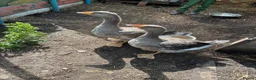 Geese poultry for sale: Dewlap Toulouse  - Advert 1