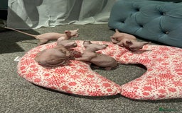 Sphynx cats for sale: Sphynx kittens for sale  - Image 12