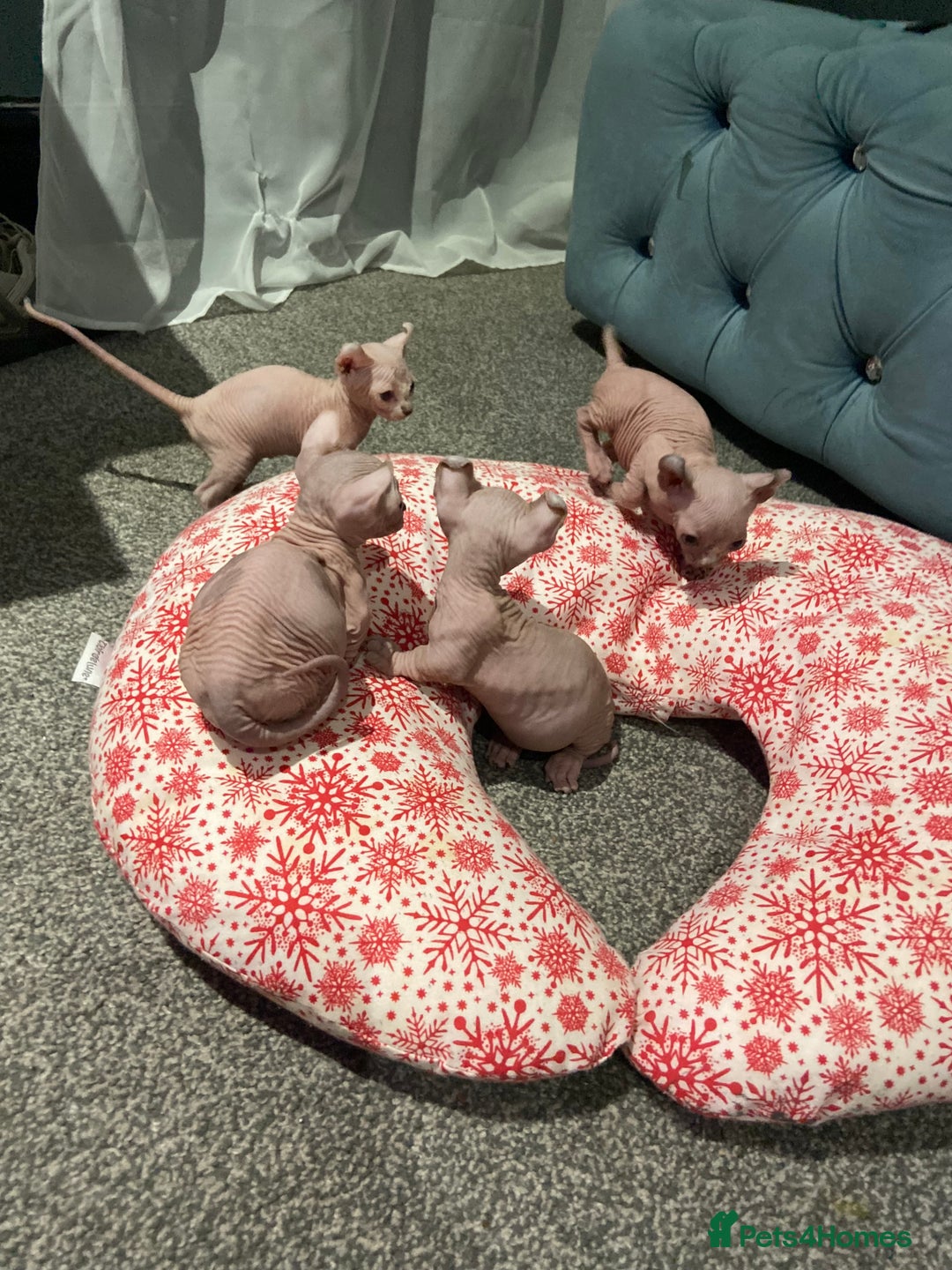 Sphynx cats for sale: Sphynx kittens for sale  - Image 12