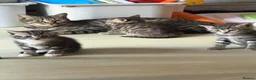 Domestic Shorthair cats for sale: Beautiful kittens for sale - Advert 5