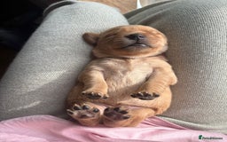 Goldador dogs for sale: Goldador puppies - Advert 16