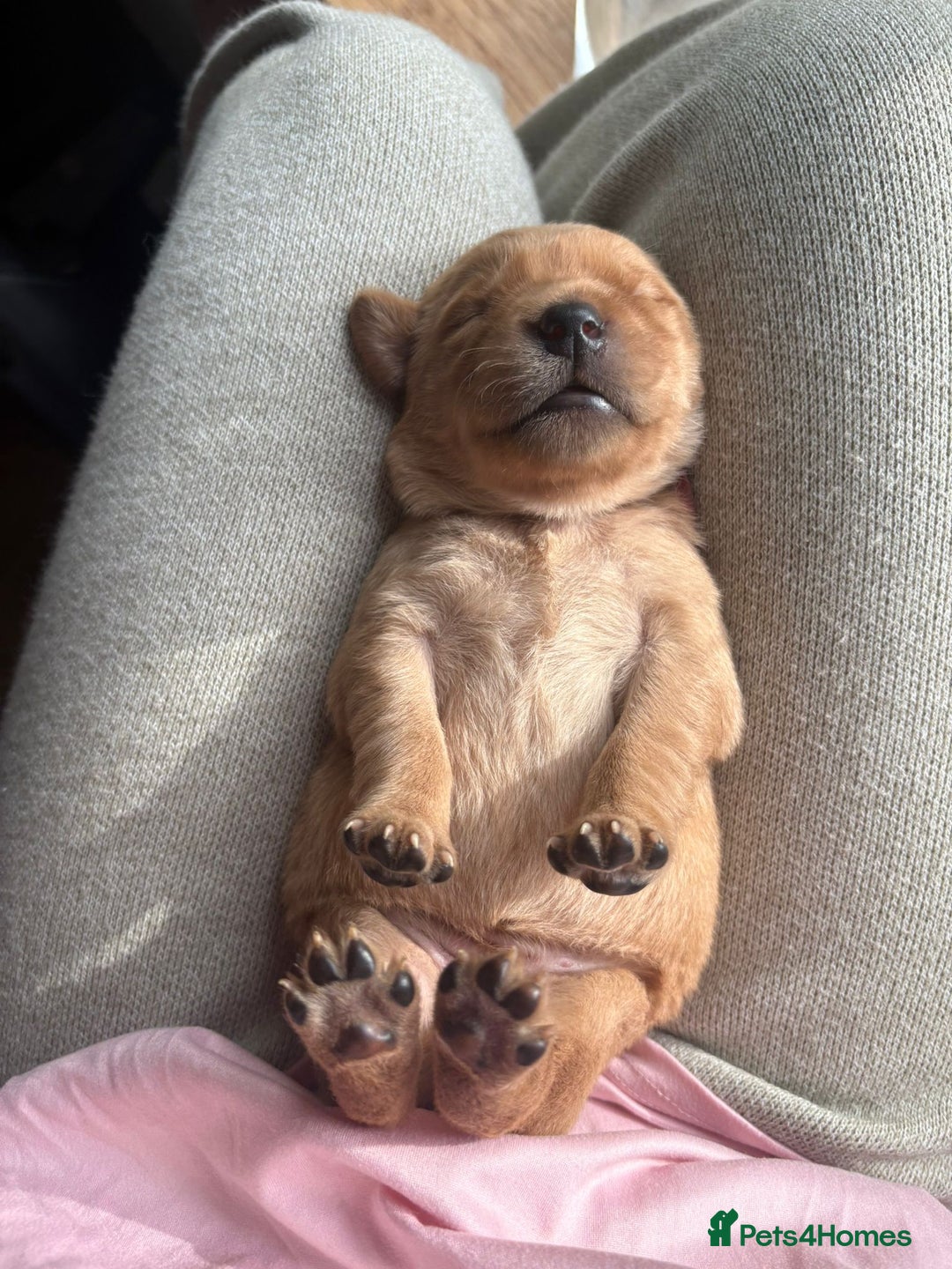 Goldador dogs for sale: Goldador puppies - Advert 16