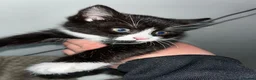 Mixed Breed cats for sale: 3 Loving Domestic Kittens waiting for loving homes in Stoke-on-Trent - Advert 10