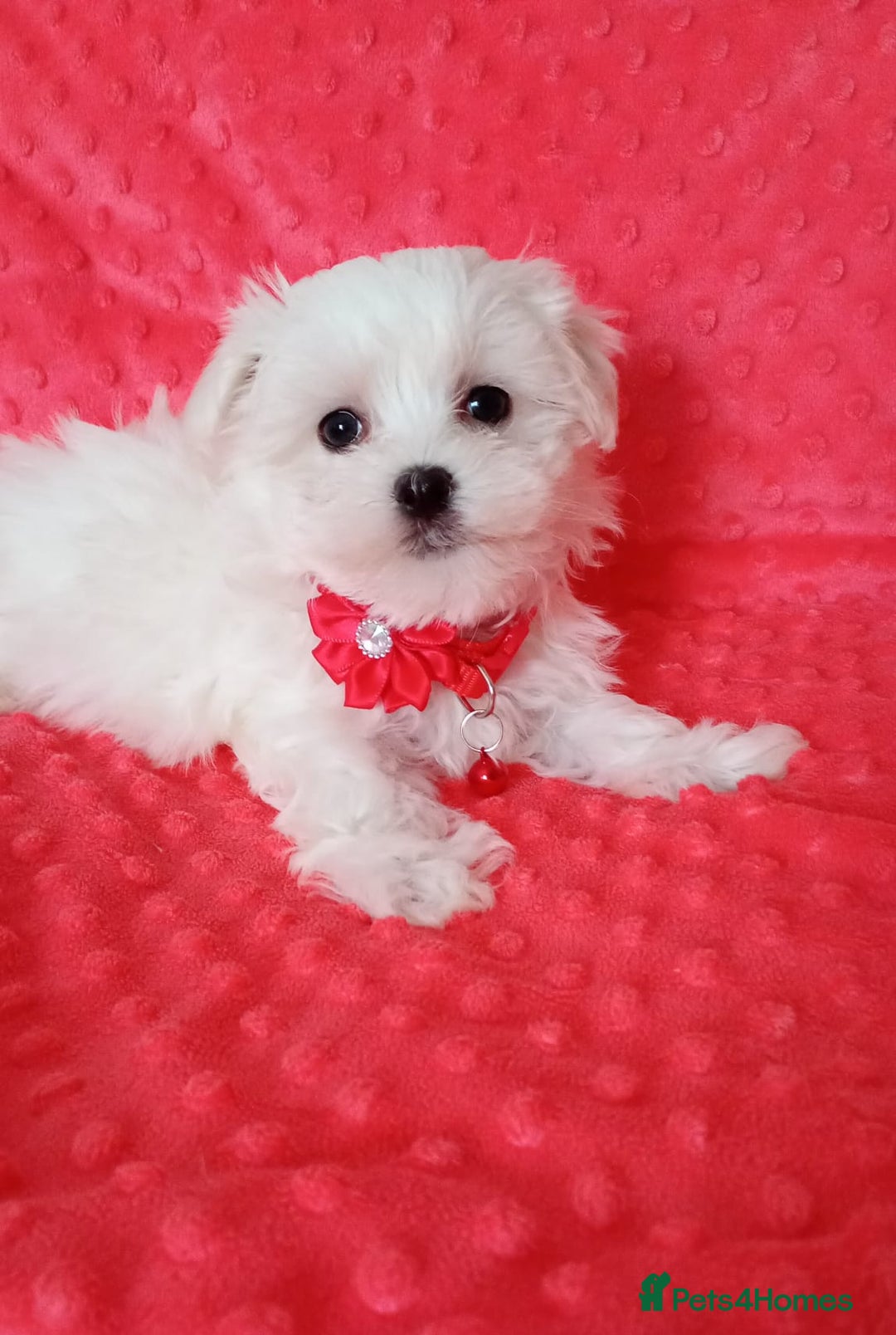 Maltese dogs for sale: Last one Tiny Maltese Boy. Ready now.New pictures - Advert 5