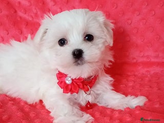 Maltese dogs Tiny Maltese Boys. Ready Now - Advert 13