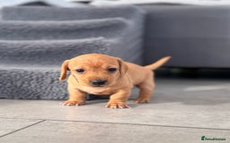 Miniature Dachshund dogs for sale: Smooth blonde miniature dachshund puppy  - Image 10